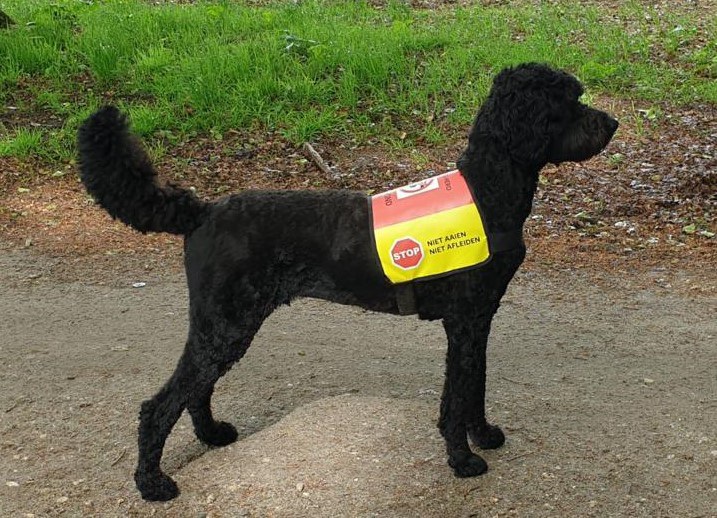 Service dog cover Radical Design